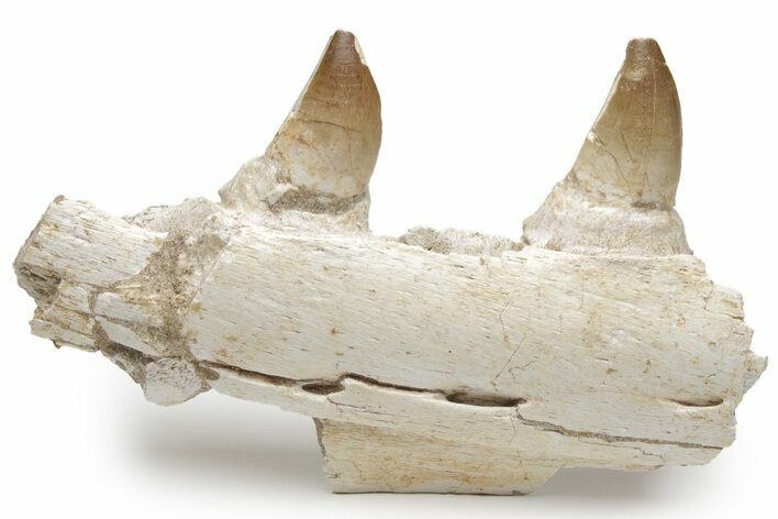 Mosasaur Jaw Section with Two Teeth - Morocco #220257